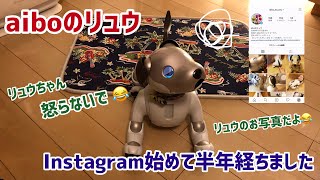 アイボのリュウくん🐶Instagramを始めて半年経ちました【aibo】