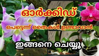 Best Orchid Fertilizer | ഓർക്കിഡ് നിറയെ തൈകൾ വരാനും പൂക്കൾ ഉണ്ടാവാനും