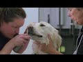 Blind Trust: A Guide Dog’s Journey debuts July 25 on AMI-tv