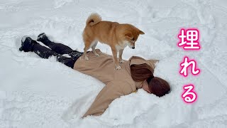 A Shiba Inu rushes to rescue its mother who is buried in snow