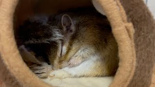 おばあちゃんシマリスの寝る前の準備　Grandma Chipmunk's preparation before going to bed