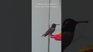 คลิปสั้น นกฮัมมิ่งเบิร์ดตัวจิ๋วกินน้ำหวาน ดูนกสวยงาม ดูนกปากแหลม ดูนก Hummingbird feeding. #Shorts