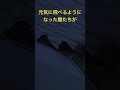 巣立った後のツバメの仮ねぐら　2023.07.06 α7ⅳ ツバメの巣立ち