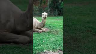 White Camel Giving Birth HD