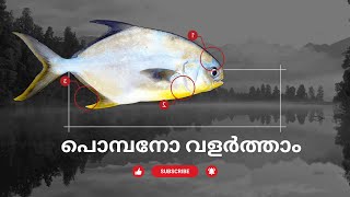 ആവോലി വറ്റ (Pompano)വളർത്താം