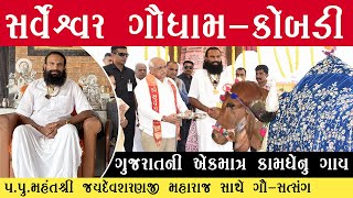 સર્વેશ્વર ગૌધામ કોબડી I જ્યાં ગૌસેવા અને નંદિસેવા થાય છે. પુજ્ય જયદેવ શરણ મહારાજ સાથે માર્મિક સંવાદ