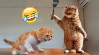 Funny animal videos 2023 | Funniest Cats and Dogs 2023