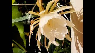 Queen of the night (Epiphyllum orchid cactus)  /  昙花一现