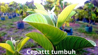 Pemupukan tanaman jambu kristal mempercepat pertumbuhan tunas baru.