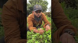 Tips panen daun mint ala Kang Gia #shorts #farming #panen #harvest #berkebun