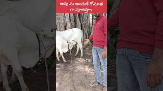 ఆవు ను అందుకే గోమాత గా అంటారు #viral