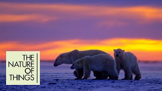 Polar bear tracker follows mother bear as she teaches cubs to hunt | The Nature of Things