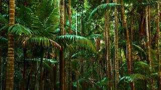 Sound Therapy - Nature Sounds - Relaxing in Jungle | Birds, insects, tropical animals