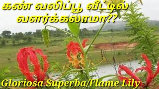 Flame Lily medicinal uses//கண்வலிப்பூவின் மருத்துவப் பயன்கள்//மூலிகை அறிவோம்