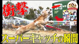 【超スロー映像】見事なイヌのディスクキャッチに隠された秘密とは？ブサかわいいイヌの表情！ハイスピードカメラでしか見ることの出来ない世界【どうぶつ奇想天外／WAKUWAKU】