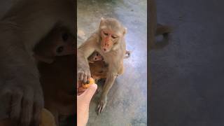 dudhu piyege laddu nahi khayege #monkeyvideo #monkey #bandar