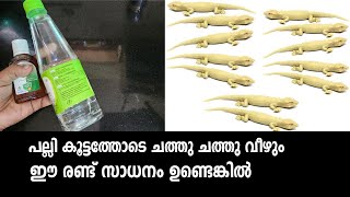 പല്ലി കൂട്ടത്തോടെ ചത്തു ചത്തു വീഴും ഈ രണ്ട് സാധനം ഉണ്ടെങ്കിൽ | How to get rid of lizards effectively