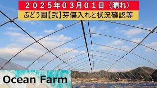 ぶどう園【弐】芽傷入れます、新規苗も植え終わりました