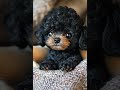 handheld toy poodle stuffed toy toy poodle