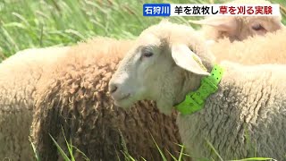 草刈りはヒツジにお任せ？機械を使うよりコスト低く環境にも優しい　北海道開発局が実証実験　当別町