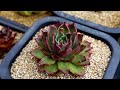 다육이 판매순위 1위 매혹의 창 그리고 키우는 팁 echeveria succulent たにくしょくぶつ