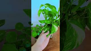 আকর্ষণীয় ইনডোর প্লান্ট #gardening #rooftopgardens #garden #rooftopgarden #plants #youtubeshorts