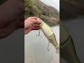 アイスライド262t！スペアテールどこにあるんやぁ！！ bigbait fishinglure