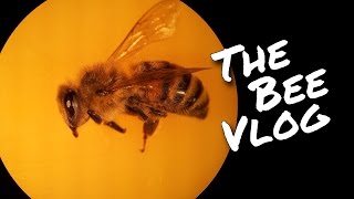 Honey Bee Dissection - Bee Vlog #166 - Apr 4, 2015