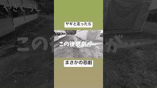 ヤギとかけっこしたらまさかの悲劇が...。　#ヤギ #ヤギと大悟 #animals #動物 #子ヤギ　#衝撃