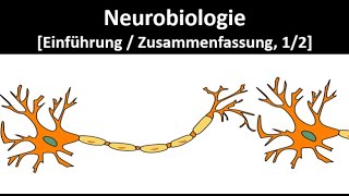 Neurobiology [Introduction / Summary, 1/2] - Abitur [Biology, Neurobiology, Upper Secondary School]