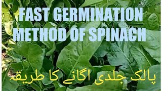 Fast Growing method of spinach| پالک جلدی اگانے کا طریقہ |www.rngardening.com