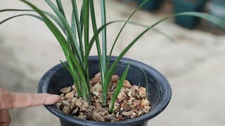 5月给兰花换盆，有3个问题要避免，不然就别换