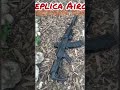 Replica Airgun Lovers check out full videos