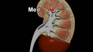 Structure and Function of kidney – 3D animation model