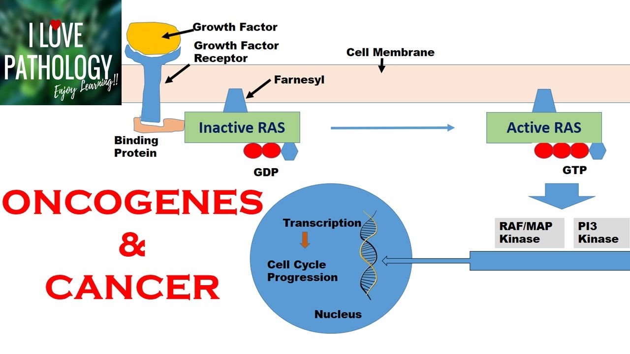 NEOPLASIA 2: HALLMARKS OF CANCER : Protooncogenes, Oncogenes ...