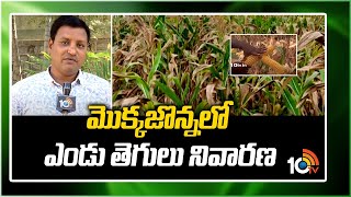 మొక్కజొన్న‎లో ఎండు తెగులు నివారణ | Prevention of dry rot in Maize Cultivation | Matti Manishi | 10TV