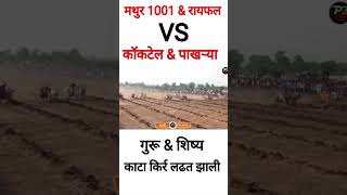 मथुर 1001 \u0026 रायफल Vs कॉकटेल पाखऱ्या#bailgadasharyat #shortvideo #shortvideo #shortvideo