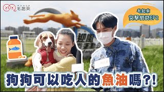 【毛起來突擊街訪 ep.2】寵物保健知識｜毛孩可以吃人的魚油嗎❓❗️魚油功效一次看👀｜毛起來MAOUP