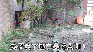 【鄉野M仔】小伙墳頭偶遇一窩野兔，一番追趕後，不料兔子急了還真​​會咬人！