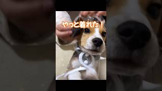 愛犬に雨ガッパ着せた結果　#doglife #dog #doglovers #dogs #子犬 #ビーグル #子犬 #愛犬 #可愛い