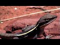 ancient finke river palm valley secrets red center australia.