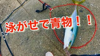 【カマスの泳がせ】念願の青物！！