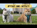 Apollo and his friend Hosico finally met