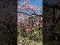 【GWおすすめ】青森弘前城桜まつり＆岩木山 Aomori Hirosaki Castle Sakura Festival2022 & Mt. Iwakisan