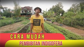 Cara Mudah Pembibitan dan Tanam Indigofera Tanpa Gagal Untuk Pakan Ternak || Berdaya Nursery