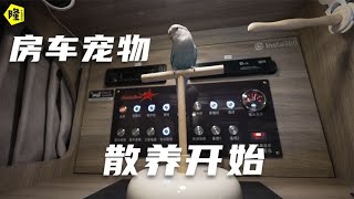 房车自驾游全天在车中收拾休息，宠物也开始散养训练，不会飞走吧