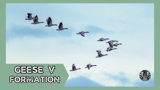 Geese V Formation: Nature's Ultimate Teamwork