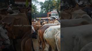 12000 രൂപക്ക്  മൂരി കുട്ടികൾ buffalo | beef  | cattlemarket #buffalo #bulls #cows #livestock #beef