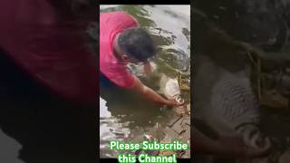 Monster  Sarputhi fish catch, Amazing fishing style, dashi fish in the river, traditional fish catch