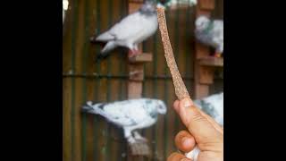 কবুতরের ঠান্ডা চিকিৎসা #pigeon #kobutorer #birds #bird #birdspecies #bdbird #kabootar #kabutar